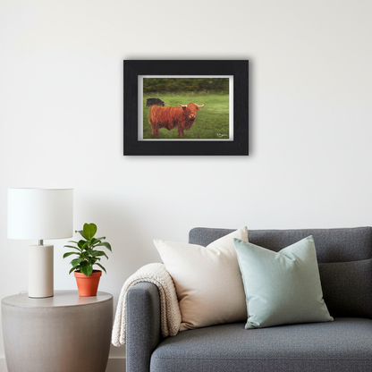 Black Framed Highland Cows Giclee Art Print in Living Room