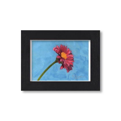 Black Framed Pink Daisy Giclee Art Print