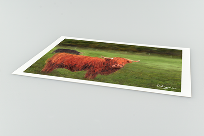Highland Cows Giclee Art Print Close Up