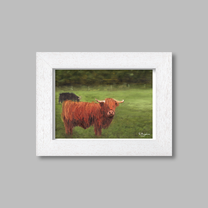 White Framed Highland Cows Giclee Art Print
