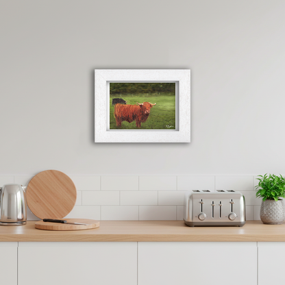 White Framed Highland Cows Giclee Art Print in Kitchen