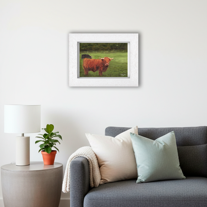 White Framed Highland Cows Giclee Art Print in Living Room