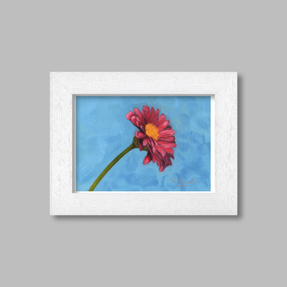 White Framed Pink Daisy Giclee Art Print