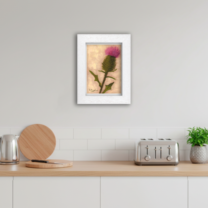 White Framed Scottish Thistle Giclee Art Print in Kitchen